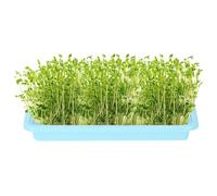 Plateaux pour culture de , plateau de culture sans sol pour germination des , plateau de propagation de culture sans sol pour germination