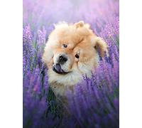 Plein Rond Forage Diamant Peinture Chow Chow Lavande Point De Croix Décoration De La Maison Diamant Broderie Dessin Animé Mosaïque Art