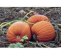 PlenTree Graines de citrouille, or mammouth, Heirloom, organiques, non Ogm 25+ graines, grosses Pumpkins