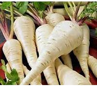 PlenTree Panais, Harris Modèle, Heirloom, organiques, non ogm, 50+ graines, panais Seeds