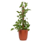 Pliants Pour Plantes De Noix De Coco - Sta Articulée, Montant Mousse | Cage Extensible Pour Végétal, Écologique De Soutien, Élément De Floraison Et De Culture Rapide