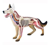 PLKJHGYFD Modèle d'anatomie de Chien, Squelette de Chien, spécimen de Squelette d'animal, biologie détachable, 29 pièces for la démonstration de l'enseignement des Animaux 4D