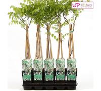 Pluie blanche - Wisteria floribunda 'Longissima Alba' - Pluie blanche - Ø15cm - ↕65cm
