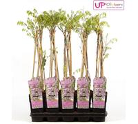 Pluie rose - Wisteria floribunda 'Rosea' - Pluie rose - Ø15cm - ↕65cm