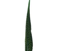 PLUME DE FAISAN DORÉ 50-55 CMS. - 50/55 CMS., VERT