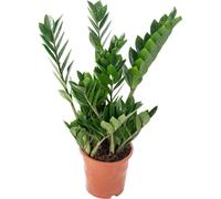 Plume de la chance - plante d'intérieur facile d'entretien, Zamioculcas zamiifolia 3+ - hauteur env. 55 cm, pot-Ø 17 cm