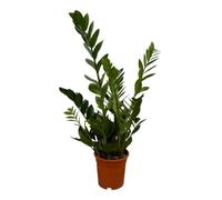 Plume porte-bonheur, zamioculcas, feuille de singe, plante d'intérieur et de bureau - Hauteur : 70-80 cm
