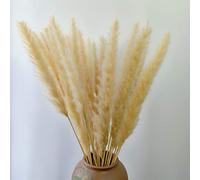 Plumeau de Roseau Naturel de Haute qualité, Vraie et séchée, Petite Herbe de Pampa, Mariage, décoration intérieure, Bouquet de Fleurs Blanches