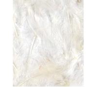 PLUMES BLANCHES - 12 CM