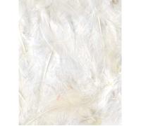 Plumes Ébouriffées Blanc 3 G Lg 8 À 12 Cm