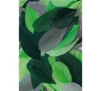 Plumes coupées camaieu vert 10g 6cm - graine créative Vert G