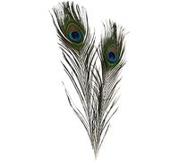 Plumes de paon