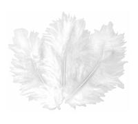 Plumes décoratives - CTOP - Lot de 50 - Couleur blanche - Hauteur 10 cm - 100% plumes naturelles
