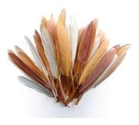 Plumes d'indien camaieu beige sachet 10g 15cm - graine créative Beige G