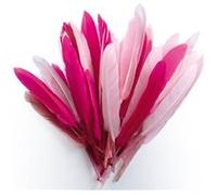 Plumes d'indien camaieu rose sachet 10g 15cm - graine créative Rose G