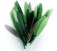 Plumes d'indien camaieu vert sachet 10g 15cm - graine créative Vert G