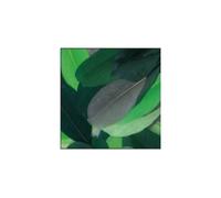 Plumes d'oie - Camaïeu - Vert - 10 grammes - Longueur 6 cm - Décoration artisanale