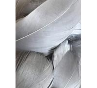 Plumes gris ardoise, paquet de 100