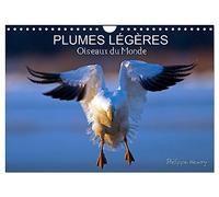 PLUMES LÉGÈRES. Oiseaux du Monde (Calendrier mural 2027 DIN A4 vertical), CALVENDO calendrier mensuel: Treize photos d'oiseaux en action, photographiés avec l'oeil d'artiste de philippe Henry