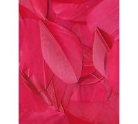 Plumes Lissées Fuchsia 3 G Lg 6 Cm Env.