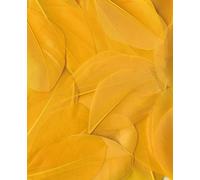 Plumes Lissées Jaune 3 G Lg 6 Cm Env.
