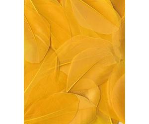 Plumes Lissées Jaune 3 G Lg 6 Cm Env.