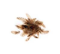 Plumes tigrées 3-6 cm - 3 g