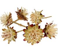 Plumosum d'Afrique du Sud, fleurs séchées, décoration naturelle tige courte 3-6cm 1kg pour arrangements funéraires, décoration de table & bricolage