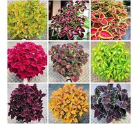 plus de 1 000 semis de coleus mélangés. Feuillage vif, facile à cultiver, idéal pour les jardins et les pots, apporte de la couleur au paysage