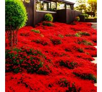 Plus de 10 000 pièces de thym, couvre-sol résistant à l'hiver vivace, thym rampant rouge (rouge, 2 sachets)