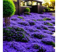 Plus de 10 000 pièces de thym, couvre-sol résistant à l'hiver vivace, thym rampant rouge (violet, 1 sachet)