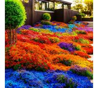 Plus de 10 000 pièces de thym, couvre-sol rustiques à l'hiver - Thym rampant rouge (multicolore, 2 sachets)