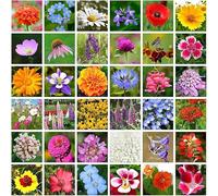 Plus de 10 000 variétés de fleurs sauvages de qualité supérieure, tolérantes à la sécheresse et pleines de vitalité, créent sans effort une verdure luxuriante.