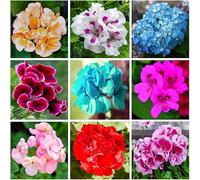 Plus de 100 géraniums, faciles à entretenir, couleurs vives, fleurissent toute l'année sans décoloration.