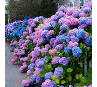 Plus de 100 hortensias de couleur délicate : les couleurs contrastées se fondent les unes avec les autres, pétales densément regroupés avec une texture douce et une formation rapide des bourgeons.