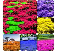 Plus de 15 000 graines de thym rampantes pour planter en plein air - Tapis magique pour couvrir le sol - Plante herbacée dans votre maison, jardin, arrière-cour - Sans OGM