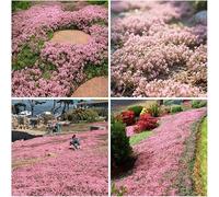 Plus de 20 000 thyms roses, avec des feuilles avec une teinte rose douce et un arôme de thym, un délice pour les sens.