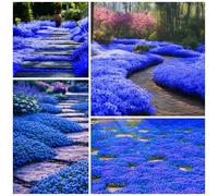 Plus de 20 500 graines de thym rampantes bleues magiques pour la plantation de plantes couvre-sol, thym vivaces sans OGM, graines de thymus serpyllum pour tapis patrimonial, graines de fleurs