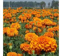 Plus de 2000 soucis, double feuille et multicouche, avec des tons orange lumineux et une résistance robuste au stress.