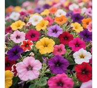 Plus de 300 gloires du matin, les vignes poussent vigoureusement, grimpent et forment une structure compacte.