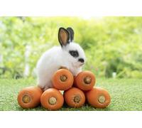 Plus de 3000 plants de carottes, variétés et résistantes aux balles, prospèrent avec un arrosage régulier. Elles sont riches en vitamines et sont donc le premier choix pour une alimentation saine.