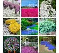 Plus de 3000 thym mélangés, riches en couleurs, un excellent choix pour créer des paysages captivants.