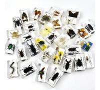 Plus de 50 pièces de grands (7,3 cm) modèles transparents en résine d'insectes, de scarabées cerf-volant, d'araignées, de scorpions, de scarabées rhinocéros, de frelons, de guêpes, d'araignées octogon