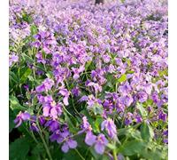 Plus d'un millier de violettes de février qui se regroupent en violet délicat comme des nuages doux, fleurissent au début du printemps, sont résistantes à l'hiver et faciles à propager.