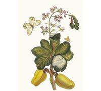 PMEFGJDPE Célèbre Affiche Artistique Images Peintures Caschou de Maria Sibylla Merian Art Mural Moderne Pour la Décoration Murale 60x90cm