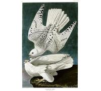 PMEFGJDPE Célèbre Affiche Artistique Images Peintures Gravure de Faucon gerfaut Falco Rusticolus par John Audubon Art Mural Moderne Pour la Décoration Murale 60x90cm