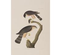 PMEFGJDPE Célèbre Affiche Artistique Images Peintures Illustration d'oiseaux d'Amérique par John Audubon Art Mural Moderne Pour la Décoration Murale 60x90cm