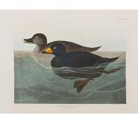 PMEFGJDPE Célèbre Affiche Artistique Images Peintures Illustration d'oiseaux d'Amérique par John Audubon Art Mural Moderne Pour la Décoration Murale 60x90cm