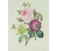 PMEFGJDPE Célèbre Imprimer l'affiche Murale Tableaux Anémone Rose et Clématite de Pierre Redouté Animaux Art Posters Pour la Décoration de Bureau 60x90cm