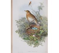 PMEFGJDPE Célèbre Imprimer l'affiche Murale Tableaux Animal Oiseau Turdus Musicus Assiette des oiseaux de Bretagne par John Gould Animaux Art Posters Pour la Décoration de Bureau 60x90cm